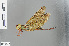  ( - RMNH.INS.500641)  @13 [ ] CreativeCommons - Attribution Non-Commercial Share-Alike (2013) Unspecified Naturalis Biodiversity Center