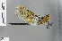  (Anax selysii - RMNH.INS.500645)  @13 [ ] CreativeCommons - Attribution Non-Commercial Share-Alike (2013) Unspecified Naturalis Biodiversity Center