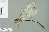  ( - RMNH.INS.500715)  @11 [ ] CreativeCommons - Attribution Non-Commercial Share-Alike (2013) Unspecified Naturalis Biodiversity Center