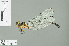  (Leptogomphus coomansi - RMNH.INS.500716)  @14 [ ] CreativeCommons - Attribution Non-Commercial Share-Alike (2013) Unspecified Naturalis Biodiversity Center