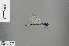  (Griseargiolestes griseus - RMNH.INS.500865)  @11 [ ] CreativeCommons - Attribution Non-Commercial Share-Alike (2013) Unspecified Naturalis Biodiversity Center