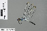  ( - RMNH.INS.500939)  @13 [ ] CreativeCommons - Attribution Non-Commercial Share-Alike (2013) Unspecified Naturalis Biodiversity Center