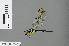  (Tetrathemis irregularis - RMNH.INS.500945)  @14 [ ] CreativeCommons - Attribution Non-Commercial Share-Alike (2013) Unspecified Naturalis Biodiversity Center