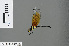  (Tetrathemis flavescens - RMNH.INS.500954)  @14 [ ] CreativeCommons - Attribution Non-Commercial Share-Alike (2013) Unspecified Naturalis Biodiversity Center
