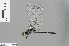  ( - RMNH.INS.500964)  @13 [ ] CreativeCommons - Attribution Non-Commercial Share-Alike (2013) Unspecified Naturalis Biodiversity Center