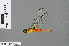  (Orchithemis pulcherrima - RMNH.INS.500967)  @13 [ ] CreativeCommons - Attribution Non-Commercial Share-Alike (2013) Unspecified Naturalis Biodiversity Center