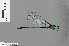  ( - RMNH.INS.500980)  @13 [ ] CreativeCommons - Attribution Non-Commercial Share-Alike (2013) Unspecified Naturalis Biodiversity Center