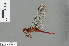  ( - RMNH.INS.500987)  @13 [ ] CreativeCommons - Attribution Non-Commercial Share-Alike (2013) Unspecified Naturalis Biodiversity Center