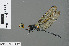  ( - RMNH.INS.500996)  @12 [ ] CreativeCommons - Attribution Non-Commercial Share-Alike (2013) Unspecified Naturalis Biodiversity Center