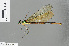  ( - RMNH.INS.500998)  @13 [ ] CreativeCommons - Attribution Non-Commercial Share-Alike (2013) Unspecified Naturalis Biodiversity Center