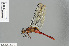  (Orthetrum chrysis - RMNH.INS.501004)  @14 [ ] CreativeCommons - Attribution Non-Commercial Share-Alike (2013) Unspecified Naturalis Biodiversity Center