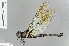  (Indaeschna - RMNH.INS.501026)  @15 [ ] CreativeCommons - Attribution Non-Commercial Share-Alike (2013) Unspecified Naturalis Biodiversity Center