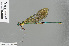  ( - RMNH.INS.501033)  @13 [ ] CreativeCommons - Attribution Non-Commercial Share-Alike (2013) Unspecified Naturalis Biodiversity Center