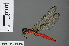  ( - RMNH.INS.501049)  @14 [ ] CreativeCommons - Attribution Non-Commercial Share-Alike (2013) Unspecified Naturalis Biodiversity Center