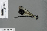  ( - RMNH.INS.501059)  @12 [ ] CreativeCommons - Attribution Non-Commercial Share-Alike (2013) Unspecified Naturalis Biodiversity Center