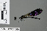  ( - RMNH.INS.501060)  @12 [ ] CreativeCommons - Attribution Non-Commercial Share-Alike (2013) Unspecified Naturalis Biodiversity Center
