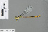  ( - RMNH.INS.501064)  @13 [ ] CreativeCommons - Attribution Non-Commercial Share-Alike (2013) Unspecified Naturalis Biodiversity Center