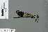  ( - RMNH.INS.501069)  @12 [ ] CreativeCommons - Attribution Non-Commercial Share-Alike (2013) Unspecified Naturalis Biodiversity Center