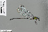  ( - RMNH.INS.501070)  @13 [ ] CreativeCommons - Attribution Non-Commercial Share-Alike (2013) Unspecified Naturalis Biodiversity Center