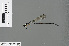  ( - RMNH.INS.501075)  @13 [ ] CreativeCommons - Attribution Non-Commercial Share-Alike (2013) Unspecified Naturalis Biodiversity Center