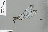  ( - RMNH.INS.501076)  @13 [ ] CreativeCommons - Attribution Non-Commercial Share-Alike (2013) Unspecified Naturalis Biodiversity Center