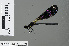  ( - RMNH.INS.501079)  @12 [ ] CreativeCommons - Attribution Non-Commercial Share-Alike (2013) Unspecified Naturalis Biodiversity Center