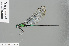  ( - RMNH.INS.501082)  @14 [ ] CreativeCommons - Attribution Non-Commercial Share-Alike (2013) Unspecified Naturalis Biodiversity Center