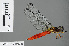  ( - RMNH.INS.501085)  @13 [ ] CreativeCommons - Attribution Non-Commercial Share-Alike (2013) Unspecified Naturalis Biodiversity Center