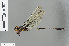  ( - RMNH.INS.501088)  @13 [ ] CreativeCommons - Attribution Non-Commercial Share-Alike (2013) Unspecified Naturalis Biodiversity Center