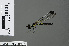  (Libellago stigmatizans - RMNH.INS.501099)  @12 [ ] CreativeCommons - Attribution Non-Commercial Share-Alike (2013) Unspecified Naturalis Biodiversity Center