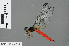  ( - RMNH.INS.501109)  @13 [ ] CreativeCommons - Attribution Non-Commercial Share-Alike (2013) Unspecified Naturalis Biodiversity Center