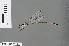  ( - RMNH.INS.501116)  @11 [ ] CreativeCommons - Attribution Non-Commercial Share-Alike (2013) Unspecified Naturalis Biodiversity Center