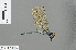  ( - RMNH.INS.501148)  @13 [ ] CreativeCommons - Attribution Non-Commercial Share-Alike (2013) Unspecified Naturalis Biodiversity Center