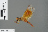  ( - RMNH.INS.501153)  @11 [ ] CreativeCommons - Attribution Non-Commercial Share-Alike (2013) Unspecified Naturalis Biodiversity Center
