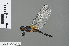  ( - RMNH.INS.501154)  @13 [ ] CreativeCommons - Attribution Non-Commercial Share-Alike (2013) Unspecified Naturalis Biodiversity Center