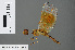  ( - RMNH.INS.501161)  @11 [ ] CreativeCommons - Attribution Non-Commercial Share-Alike (2013) Unspecified Naturalis Biodiversity Center