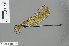  ( - RMNH.INS.501176)  @14 [ ] CreativeCommons - Attribution Non-Commercial Share-Alike (2013) Unspecified Naturalis Biodiversity Center