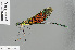  ( - RMNH.INS.501180)  @13 [ ] CreativeCommons - Attribution Non-Commercial Share-Alike (2013) Unspecified Naturalis Biodiversity Center