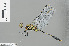  ( - RMNH.INS.501192)  @13 [ ] CreativeCommons - Attribution Non-Commercial Share-Alike (2013) Unspecified Naturalis Biodiversity Center