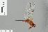  ( - RMNH.INS.501196)  @13 [ ] CreativeCommons - Attribution Non-Commercial Share-Alike (2013) Unspecified Naturalis Biodiversity Center