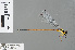  ( - RMNH.INS.501220)  @13 [ ] CreativeCommons - Attribution Non-Commercial Share-Alike (2013) Unspecified Naturalis Biodiversity Center