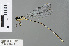  ( - RMNH.INS.501229)  @14 [ ] CreativeCommons - Attribution Non-Commercial Share-Alike (2013) Unspecified Naturalis Biodiversity Center
