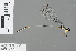  ( - RMNH.INS.501232)  @13 [ ] CreativeCommons - Attribution Non-Commercial Share-Alike (2013) Unspecified Naturalis Biodiversity Center