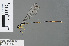  (Coeliccia nigrohamata - RMNH.INS.501233)  @14 [ ] CreativeCommons - Attribution Non-Commercial Share-Alike (2013) Unspecified Naturalis Biodiversity Center