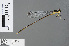  ( - RMNH.INS.501235)  @13 [ ] CreativeCommons - Attribution Non-Commercial Share-Alike (2013) Unspecified Naturalis Biodiversity Center
