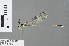  ( - RMNH.INS.501237)  @12 [ ] CreativeCommons - Attribution Non-Commercial Share-Alike (2013) Unspecified Naturalis Biodiversity Center