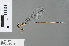  (Coeliccia nigrohamata _west - RMNH.INS.501240)  @14 [ ] CreativeCommons - Attribution Non-Commercial Share-Alike (2013) Unspecified Naturalis Biodiversity Center
