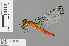  ( - RMNH.INS.501248)  @14 [ ] CreativeCommons - Attribution Non-Commercial Share-Alike (2013) Unspecified Naturalis Biodiversity Center