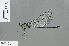  ( - RMNH.INS.501258)  @11 [ ] CreativeCommons - Attribution Non-Commercial Share-Alike (2013) Unspecified Naturalis Biodiversity Center