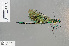  ( - RMNH.INS.501262)  @13 [ ] CreativeCommons - Attribution Non-Commercial Share-Alike (2013) Unspecified Naturalis Biodiversity Center